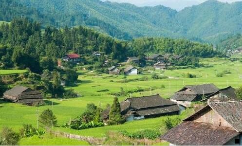 一神象牌野山参粉功效