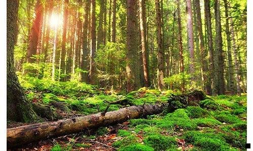 三怎么在粉象看粉丝订单