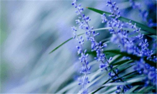 三粉象生活和花花日记哪个好用