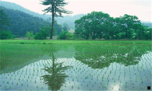 二深圳免费水果是真的吗