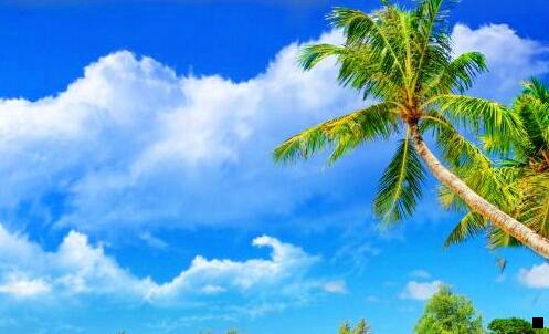 二粉象vip需要多少钱