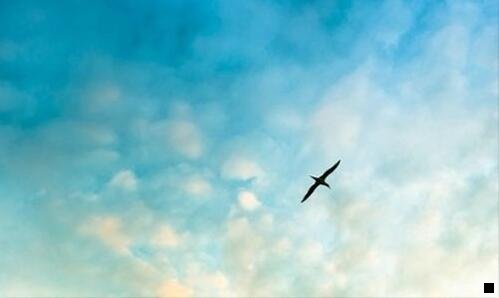 一粉象抽成多少