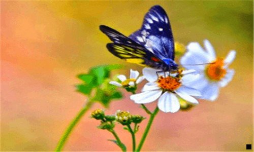 一粉象生活 社交电商