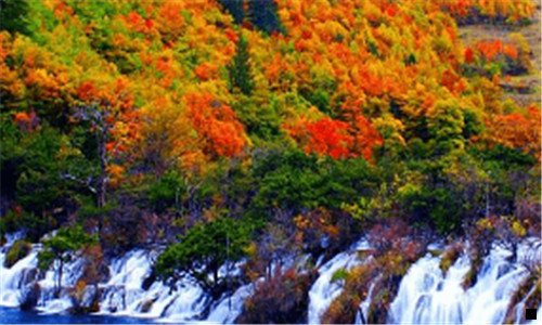 三粉象图片大全