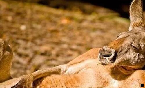 一粉象生活官网填写id码325922