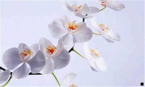 三粉象是什么平台