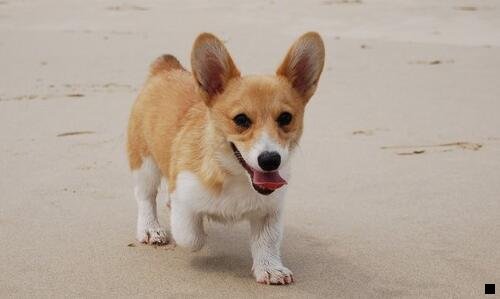 二粉象生活的合法性