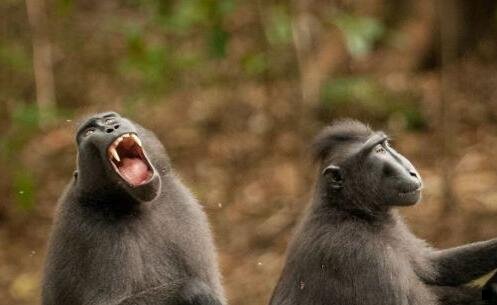 三粉象生活自动发单