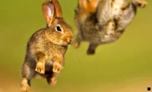 二粉象生活优惠券群