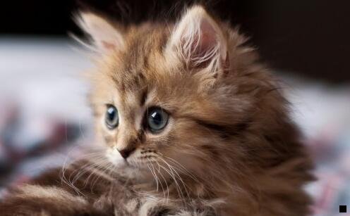 二粉象生活怎么免费升级vip