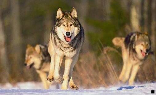 一粉象id全数字级别