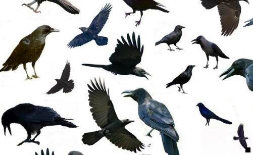 二比利时粉象啤酒