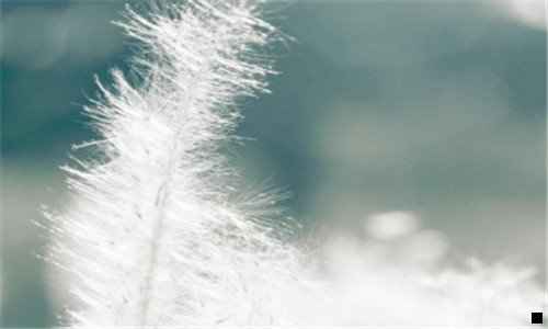 三粉象专属粉丝和普通粉丝