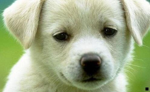 一粉象生活html单页站源码