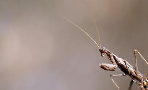 三粉象生活我的粉丝佣金
