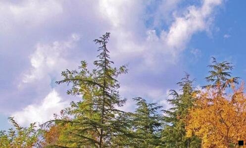 三粉象多少钱可以提现