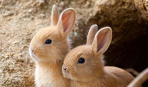 二广告动画演洗衣液相新买味道叫什么