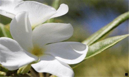 三羚羊角粉价格多少钱一克