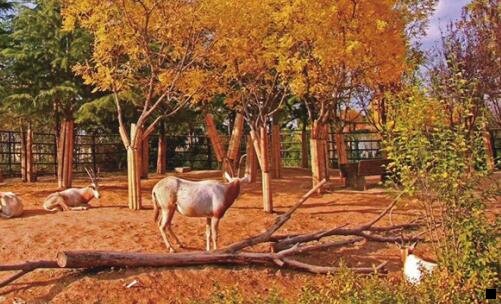 二粉象生活下级的下级