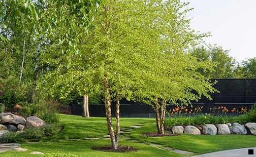 三粉象啤酒百度百科