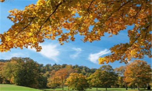 一花生好还是粉象好