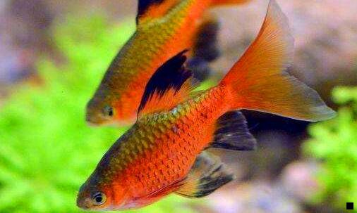 二厨房有米虫怎么办