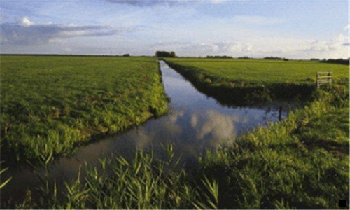 一深粉象啤酒图片