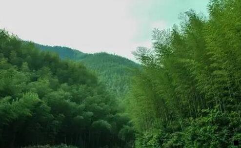 一粉象0元购时间