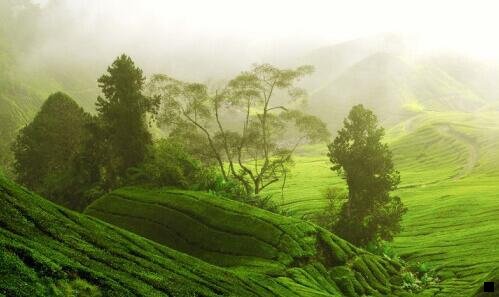 三樱桃粉象啤酒哪里可以买