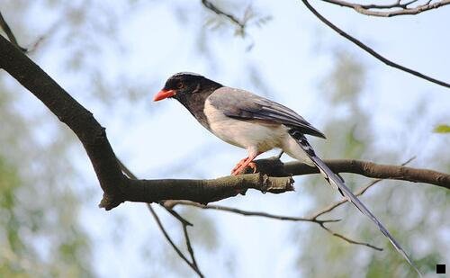 一郑州 浅粉象啤酒