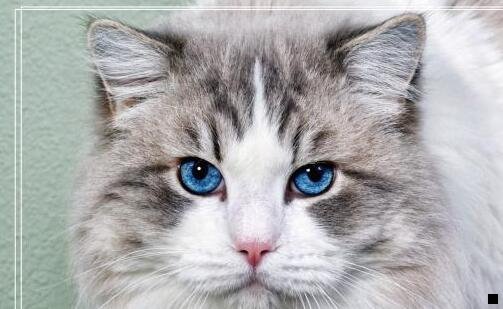 一浅粉象啤酒怎么样