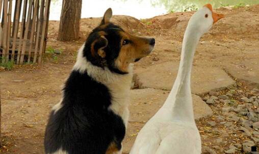 三粉象生活佣金制度