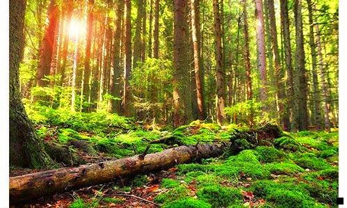 二粉象生活是个什么东西