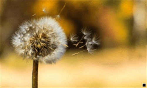 二粉象生活邀请人