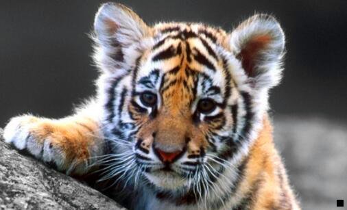 一神象珍珠粉雷允上