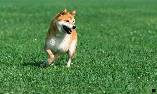一神象 林下山参粉