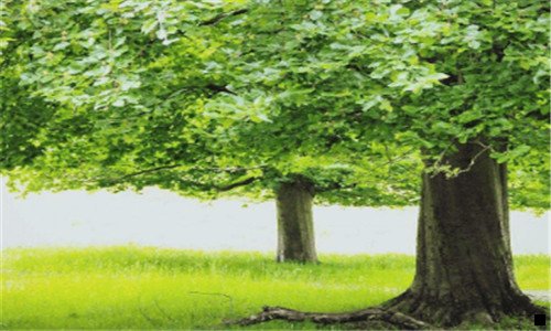 三赚钱事粉象还是花生