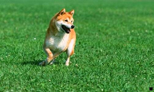 一粉象生活赚不到钱