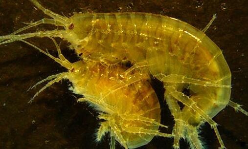 二粉象生活收益显示未结算