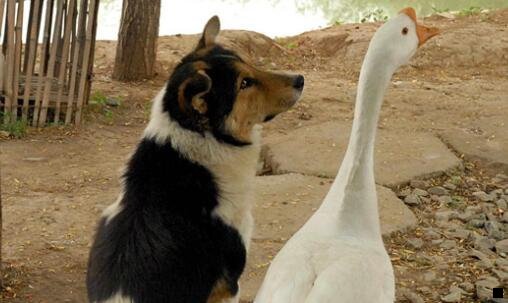 一粉象樱桃啤酒多少钱