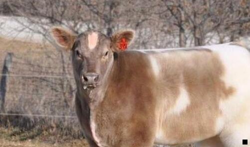 三粉象怎么换邀请码