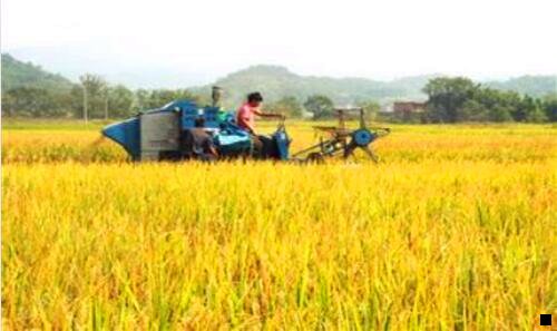 二芙力草莓啤酒