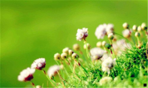 一粉象啤酒 含义