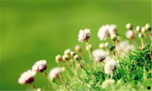 二淘宝联盟跟粉象生活佣金比较