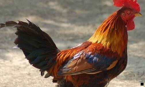 一粉象生活安全吗 是不是真的