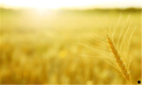 二如何用粉象赚钱