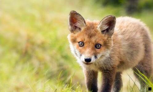 二粉象生活下载安装