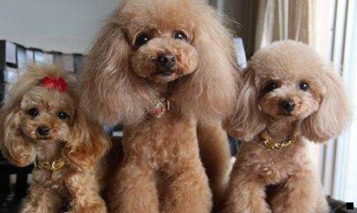 一粉象与好省的区别