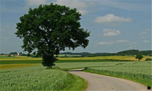 三甜象草与皇竹草的优劣