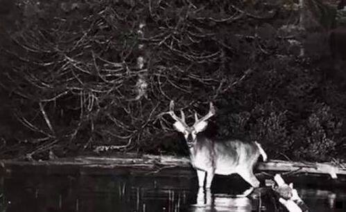 三粉象生活邀请人